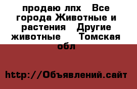 продаю лпх - Все города Животные и растения » Другие животные   . Томская обл.